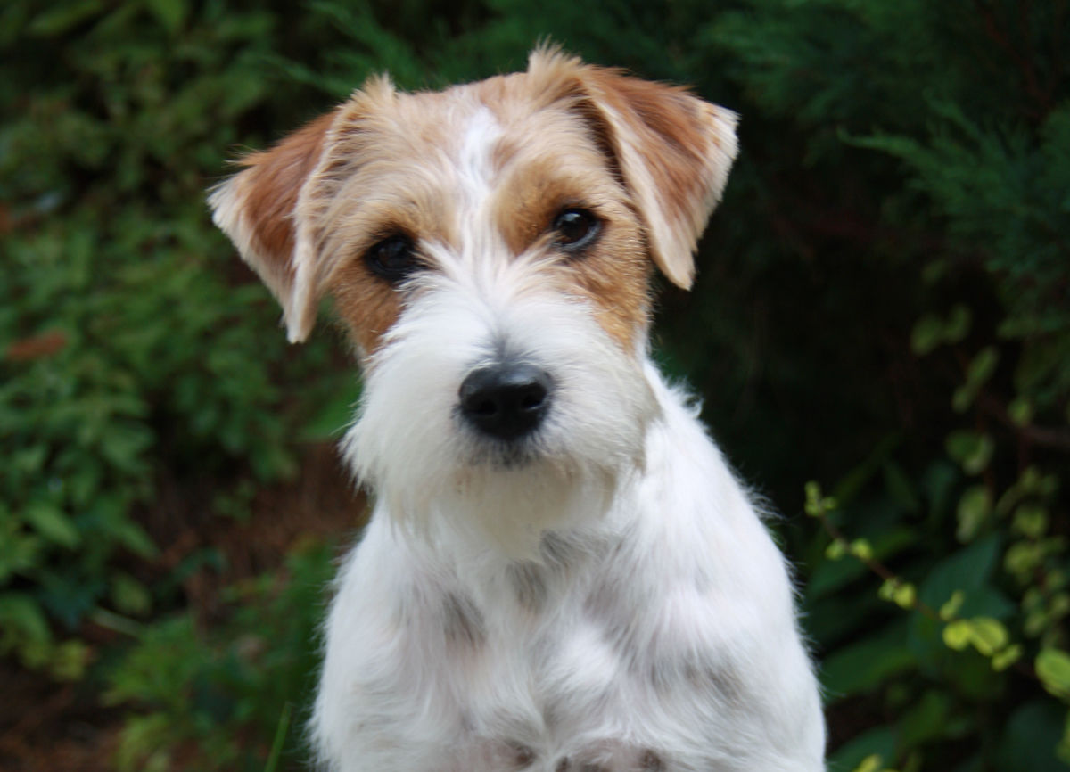 Russell Terrier